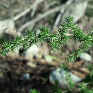 Photographie n°2371681 du taxon Asparagus acutifolius L. [1753]