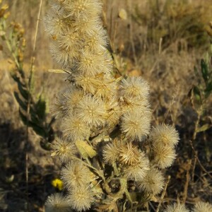 Photographie n°2371682 du taxon Dittrichia viscosa (L.) Greuter [1973]