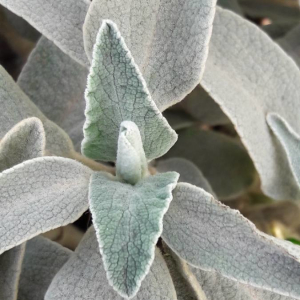 Photographie n°2371688 du taxon Verbascum thapsus L. [1753]