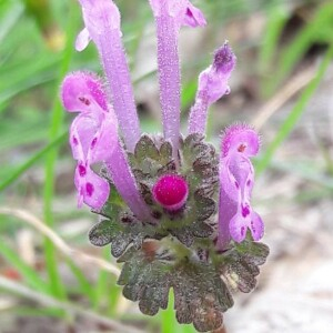 Photographie n°2371704 du taxon Lamium amplexicaule L.