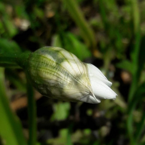 Photographie n°2371707 du taxon Allium neapolitanum Cirillo [1788]