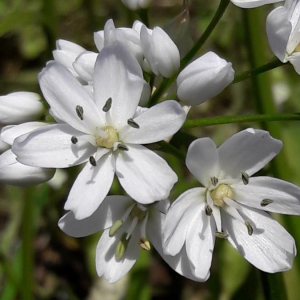 Photographie n°2371709 du taxon Allium neapolitanum Cirillo [1788]