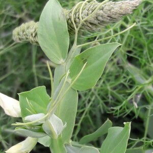 Photographie n°2371720 du taxon Lathyrus ochrus (L.) DC. [1805]