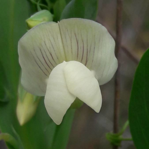 Photographie n°2371721 du taxon Lathyrus ochrus (L.) DC. [1805]