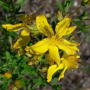 Photographie n°2371732 du taxon Hypericum perforatum L. [1753]