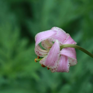 Photographie n°2371752 du taxon Lilium martagon L.