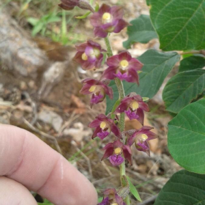 Photographie n°2371849 du taxon Epipactis atrorubens (Hoffm.) Besser [1809]