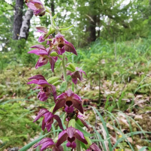 Photographie n°2371854 du taxon Epipactis atrorubens (Hoffm.) Besser [1809]