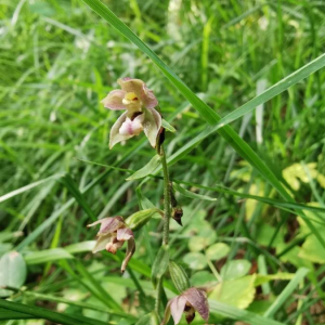 Photographie n°2371857 du taxon Epipactis helleborine (L.) Crantz [1769]