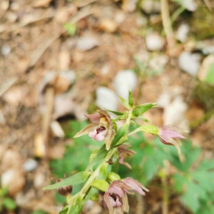 Photographie n°2371860 du taxon Epipactis helleborine (L.) Crantz [1769]