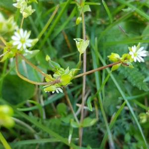 Photographie n°2371904 du taxon Stellaria media (L.) Vill. [1789]