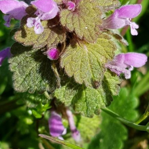 Photographie n°2371908 du taxon Lamium purpureum L. [1753]