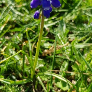 Photographie n°2371919 du taxon Muscari neglectum Guss. ex Ten. [1842]