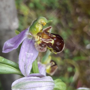 Photographie n°2371978 du taxon Ophrys apifera Huds. [1762]