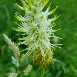 Photographie n°2371982 du taxon Phyteuma spicatum L. [1753]