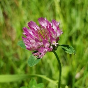 Photographie n°2371986 du taxon Trifolium pratense L. [1753]