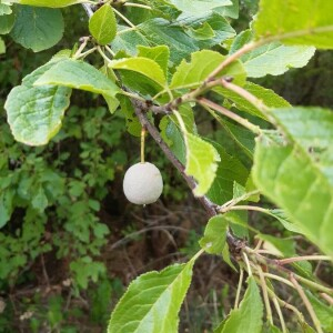 Photographie n°2372040 du taxon Prunus domestica L. [1753]