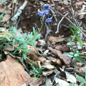 Photographie n°2372211 du taxon Polygala vulgaris L. [1753]