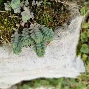 Photographie n°2372299 du taxon Sedum dasyphyllum L. [1753]