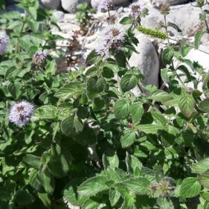 Photographie n°2372304 du taxon Mentha aquatica L.