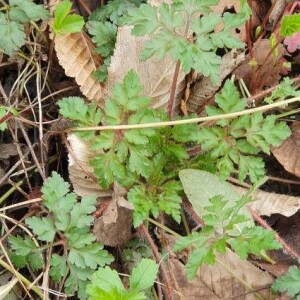 Photographie n°2372341 du taxon Geranium robertianum L. [1753]