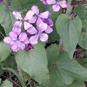 Photographie n°2372436 du taxon Lunaria annua L.