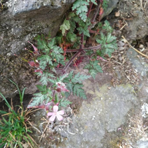 Photographie n°2372470 du taxon Geranium robertianum L.