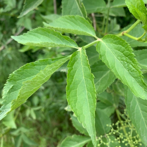 Photographie n°2372494 du taxon Sambucus nigra L. [1753]