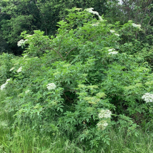 Photographie n°2372495 du taxon Sambucus nigra L. [1753]