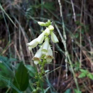 Photographie n°2372648 du taxon Digitalis lutea L.