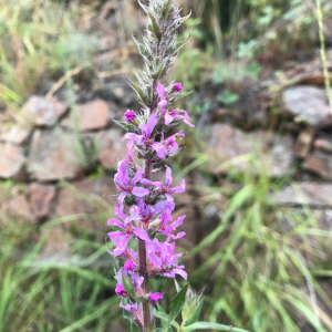 Photographie n°2372662 du taxon Lythrum salicaria L.