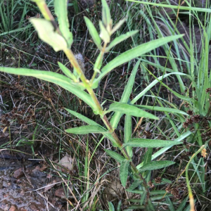 Photographie n°2372663 du taxon Lythrum salicaria L.