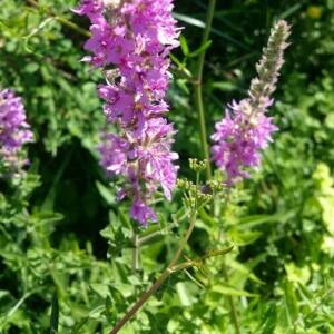 Photographie n°2372715 du taxon Lythrum salicaria L.