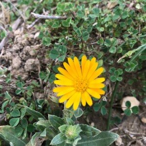 Photographie n°2372796 du taxon Calendula officinalis L. [1753]