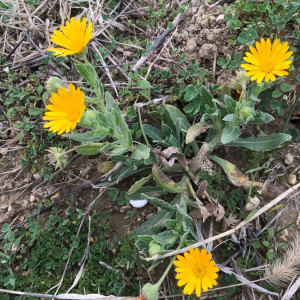 Photographie n°2372798 du taxon Calendula officinalis L. [1753]