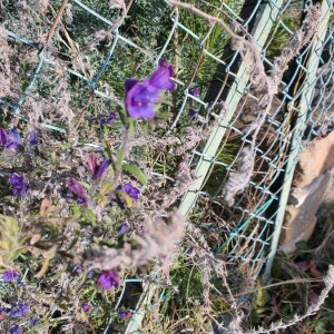 Photographie n°2372800 du taxon Echium vulgare L. [1753]