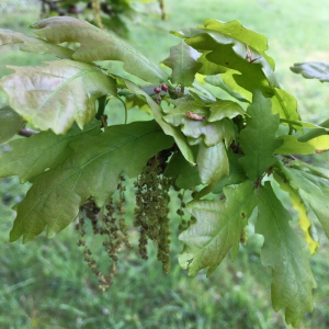 Photographie n°2372914 du taxon Quercus robur L. [1753]