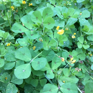 Photographie n°2372924 du taxon Medicago arabica (L.) Huds.