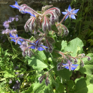 Photographie n°2372940 du taxon Borago officinalis L. [1753]