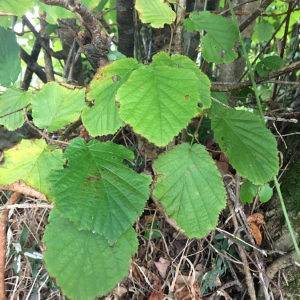 Photographie n°2372961 du taxon Corylus avellana L. [1753]