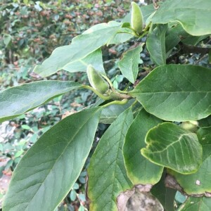 Photographie n°2372962 du taxon Magnolia liliiflora Desr. [1792]