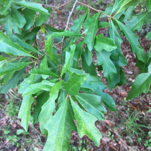  - Quercus nigra L. [1753]