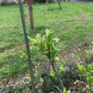 Photographie n°2373009 du taxon Euonymus europaeus L. [1753]