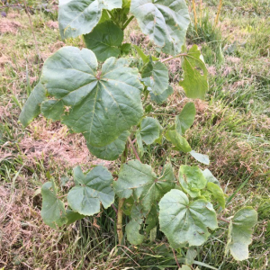 Photographie n°2373011 du taxon Althaea officinalis L. [1753]