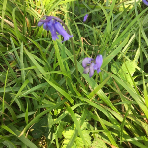 Photographie n°2373015 du taxon Hyacinthoides non-scripta (L.) Chouard ex Rothm. [1944]