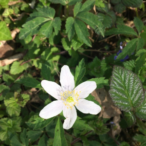 Photographie n°2373020 du taxon Anemone nemorosa L. [1753]