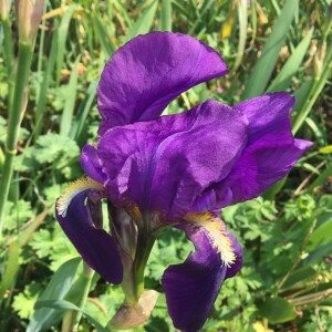  - Iris pumila L. [1753]