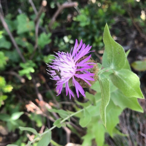 Photographie n°2373042 du taxon Centaurea pectinata L. [1763]