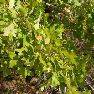 Photographie n°2373051 du taxon Acer monspessulanum L.
