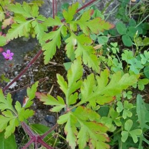 Photographie n°2373091 du taxon Geranium robertianum L. [1753]